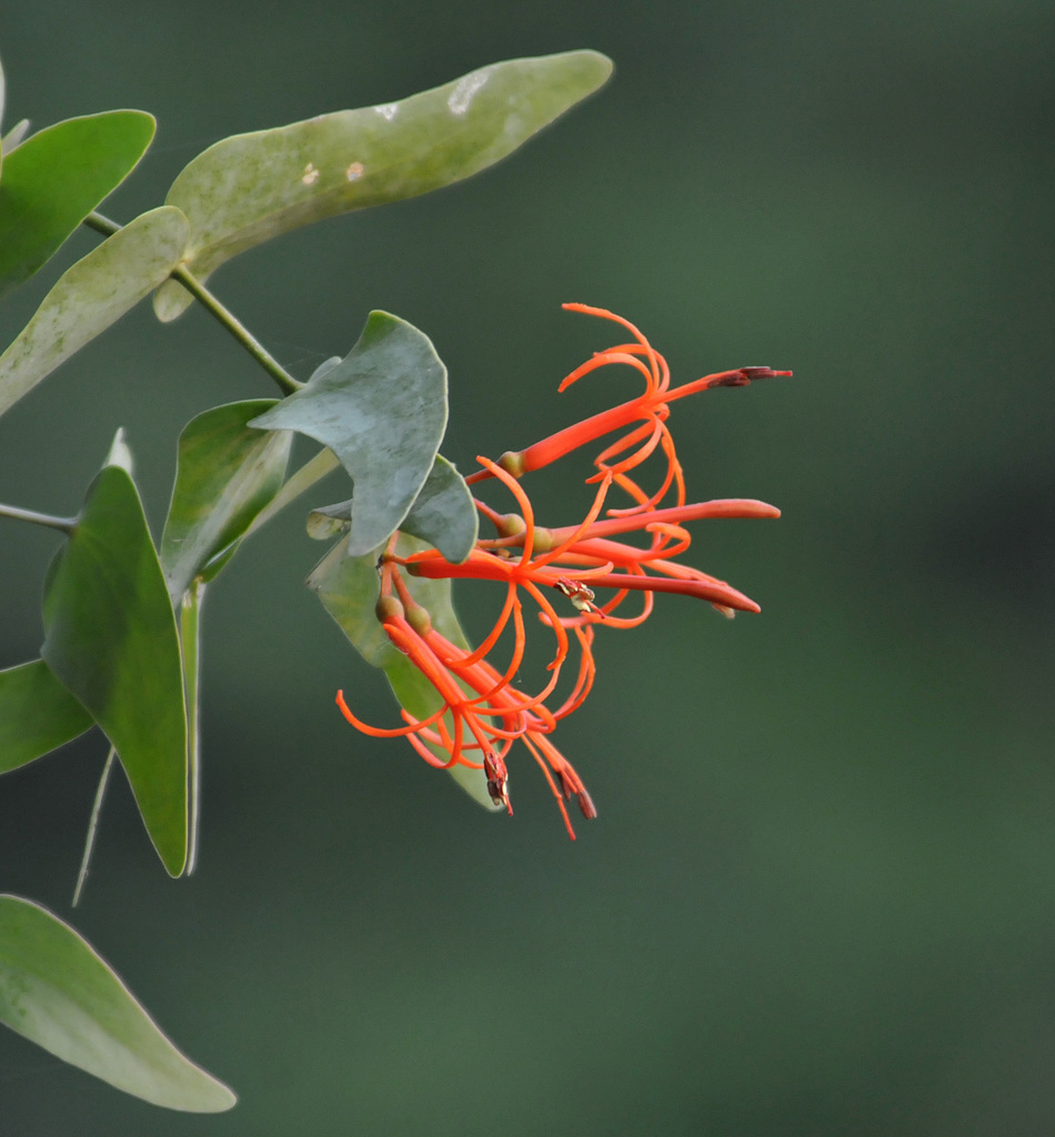 Psittacanthus cordatus