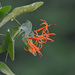 Psittacanthus cordatus - Photo (c) Todd Boland,  זכויות יוצרים חלקיות (CC BY-NC), הועלה על ידי Todd Boland