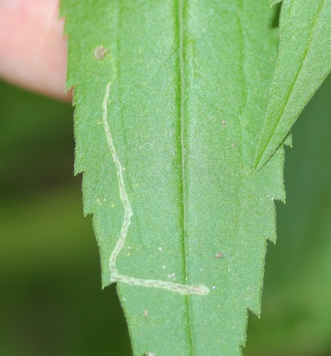 Liriomyza eupatorii photo 3
