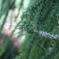 Acanthoxyla geisovii