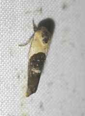 Hypertropha chlaenota