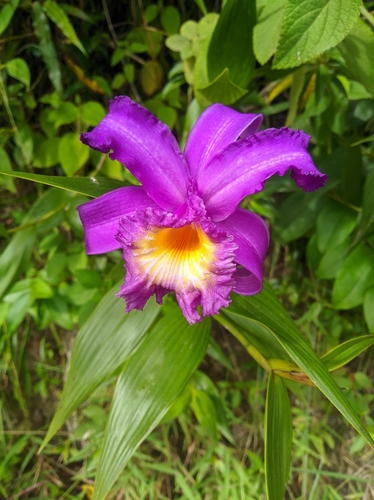 Sobralia violacea, photograph 5