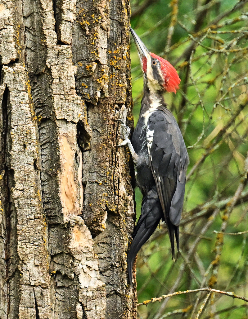 Pileated Woodpecker from Whitemud Creek Ravine North, Edmonton, AB T6H ...