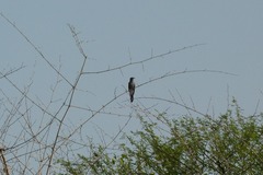 Cacomantis passerinus