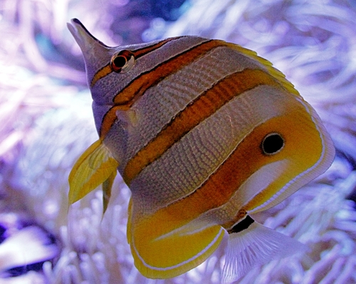 Chelmon rostratus