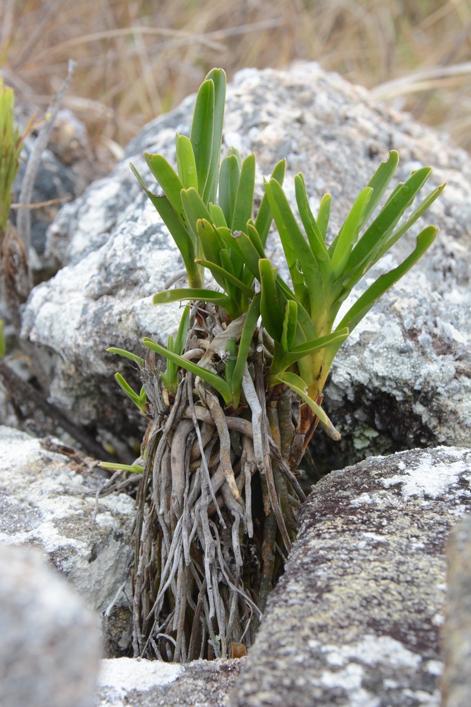 Jumellea rigida