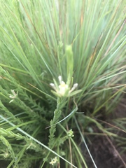 Gnidia nodiflora