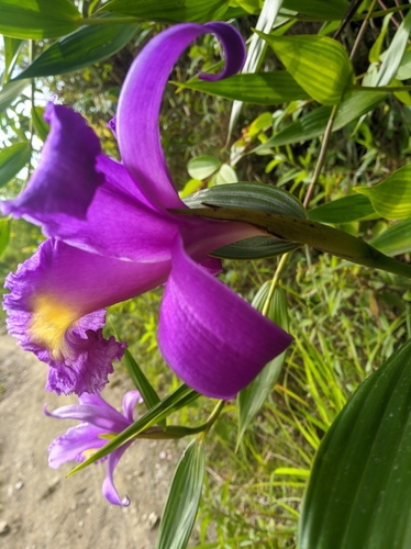 Sobralia violacea, photograph 6