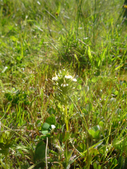 Triphysaria floribunda