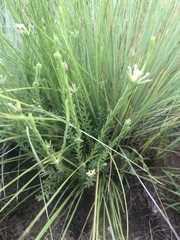 Gnidia nodiflora
