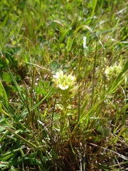 Triphysaria floribunda