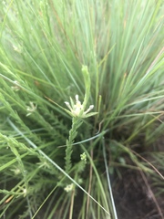 Gnidia nodiflora