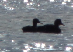 Mareca strepera