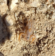 Smeringurus vachoni