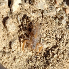 Smeringurus vachoni