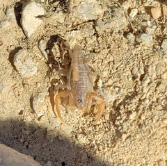 Smeringurus vachoni