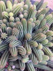 Lobivia silvestrii