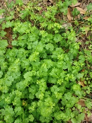 Ranunculus platensis
