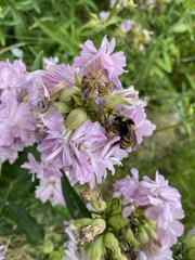 Bombus borealis image
