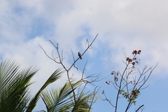 Tyrannus melancholicus