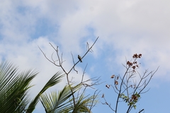 Tyrannus melancholicus