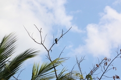 Tyrannus melancholicus