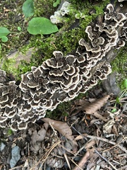 Trametes versicolor image
