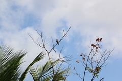 Tyrannus melancholicus