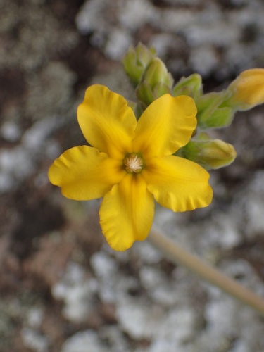 Pachypodium densiflorum