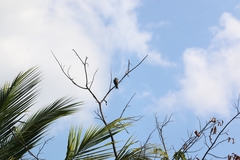 Tyrannus melancholicus