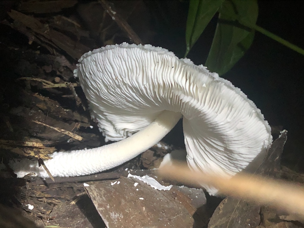 Leucocoprinus cretaceus · January 2020 · photo: © blazeclaw (iNaturalist, cc-by)