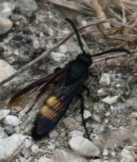 Scolia Hirta Hirta From Epirus Greece On June 25 2023 At 01 32 PM By Chloe 14281 INaturalist