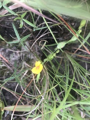 Zornia capensis capensis