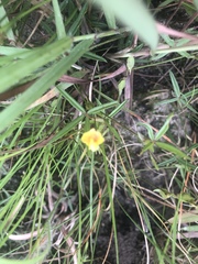 Zornia capensis capensis