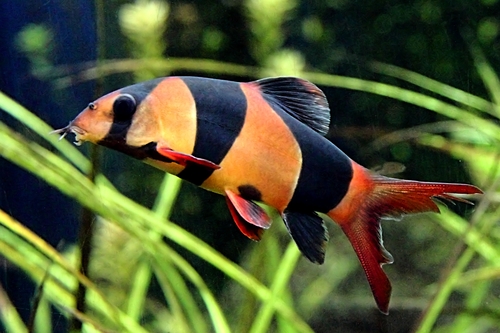 Chromobotia macracanthus