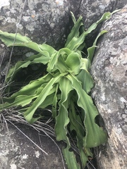 Merwilla plumbea