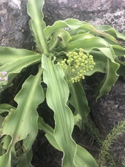 Merwilla plumbea