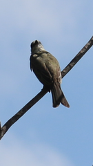 Tyrannus melancholicus