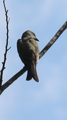 Tyrannus melancholicus