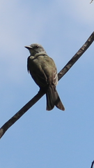 Tyrannus melancholicus