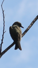 Tyrannus melancholicus