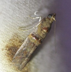 Asclerobia flavitinctella