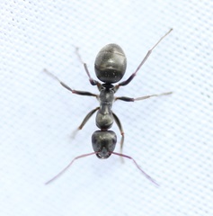 Formica argentea