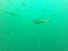 Cephalopholis colonus