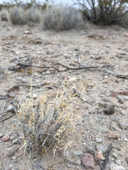 Muhlenbergia arenacea