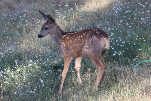 Mule Deer photographed in New Mexico
