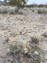 Muhlenbergia arenacea