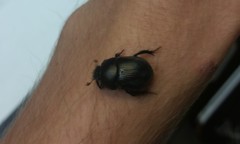 Geotrupes blackburnii