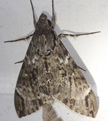 Psilogramma menephron