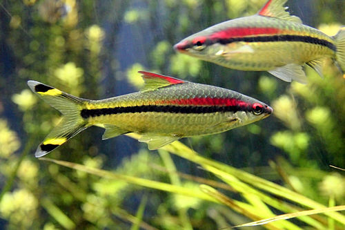Dawkinsia denisonii